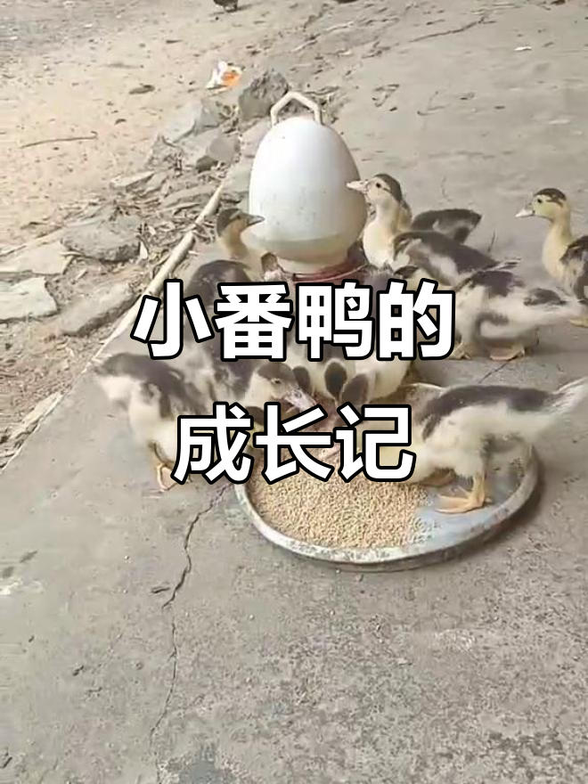 小番鸭两个月,成长之路真不易