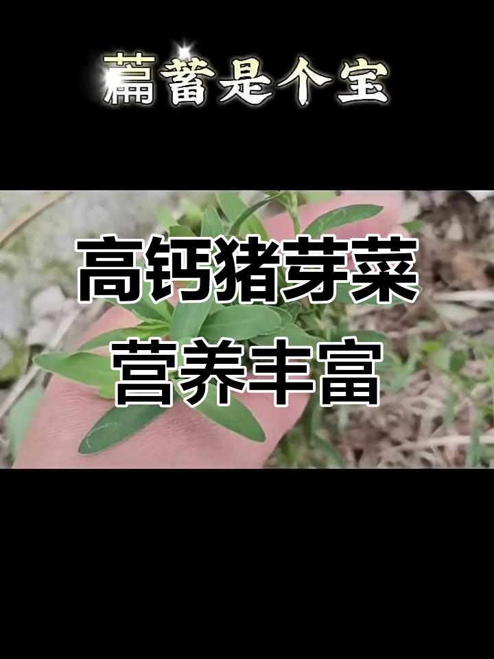 猪芽菜:高钙野菜的凉拌与炒肉新吃法