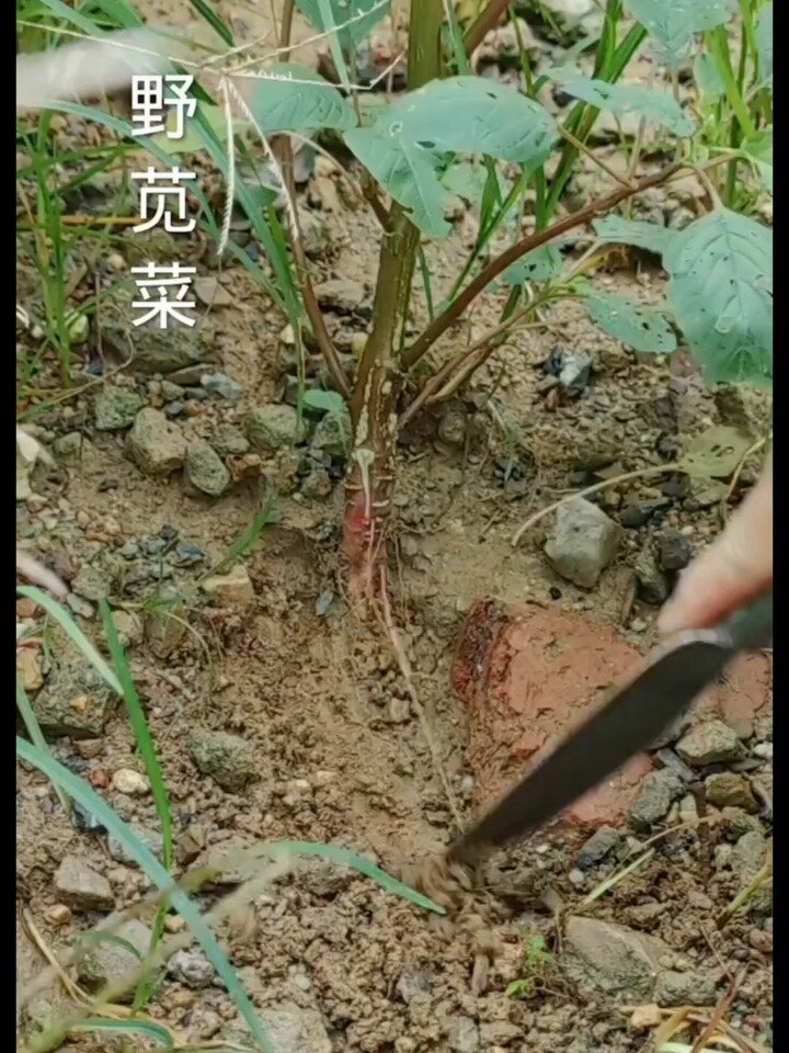 野苋菜 三农