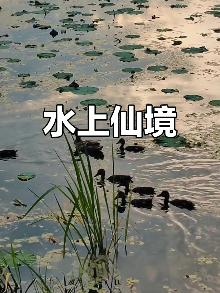 野鸭戏水,龙腾云霄,景色如画,令人陶醉
