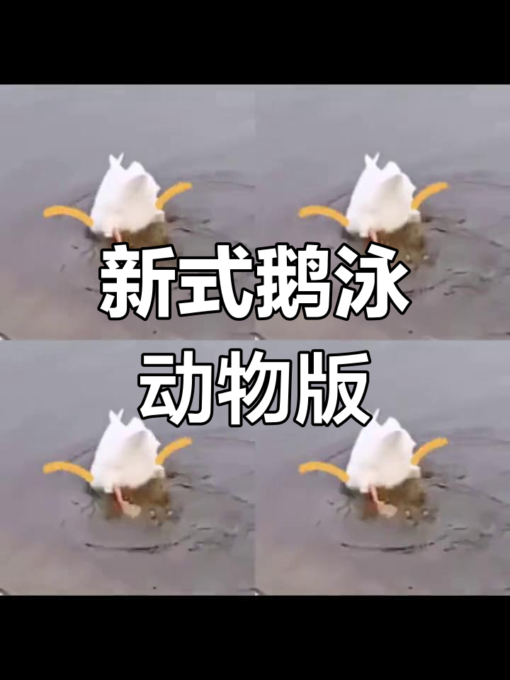 动物也能学“新式鹅泳”，看它们搞笑表情包