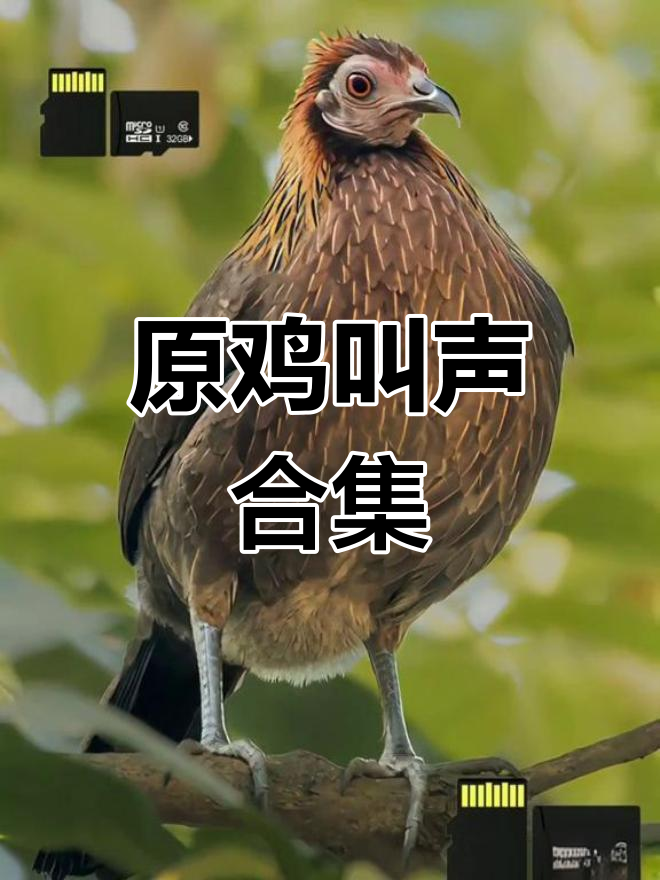 2025原鸡鸣叫,野鸡叫声大赏