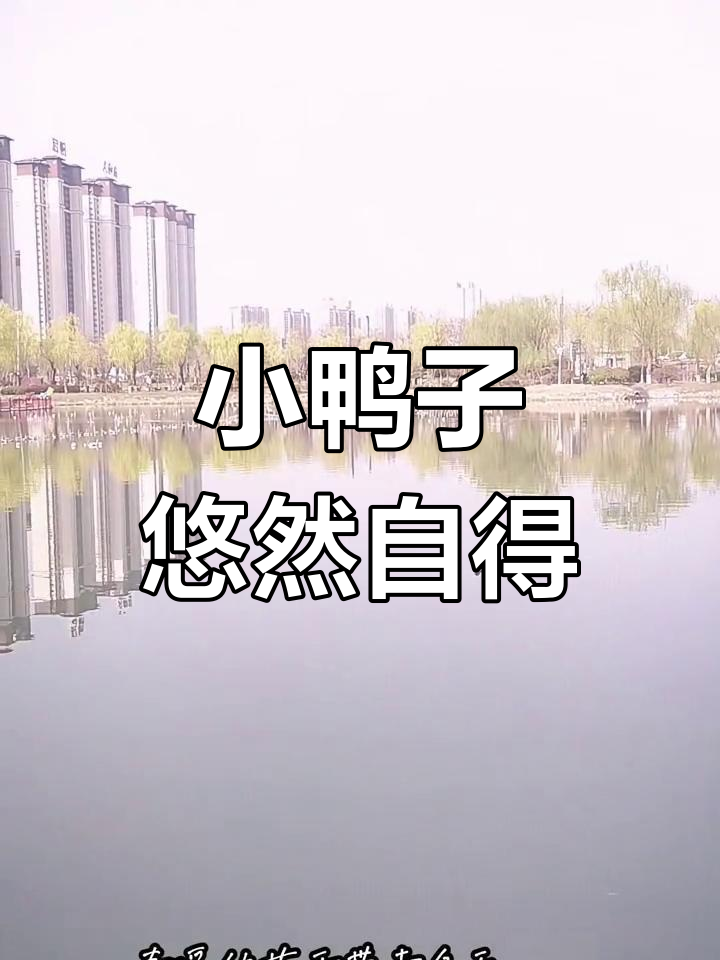 春江水暖鸭先知,悠闲小鸭子水中游