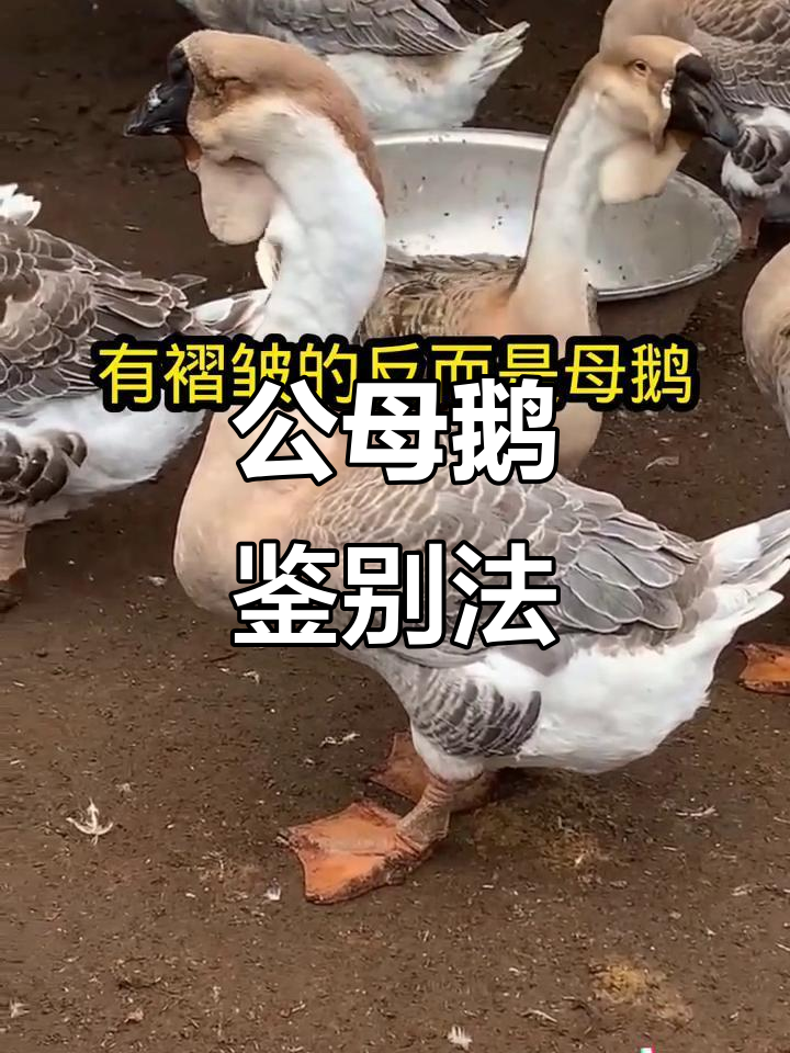 翻肛门辨别公母鹅,轻松掌握养殖技巧