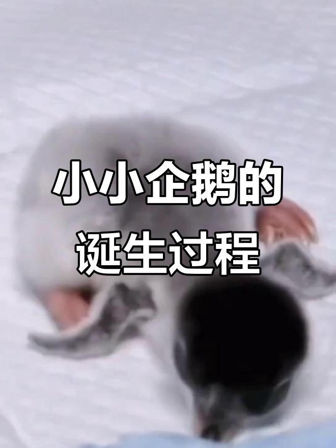 企鹅宝宝如何从父母身边独立出生?