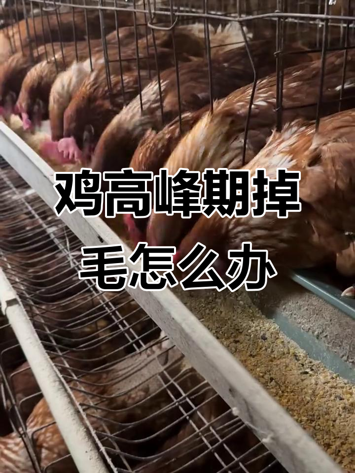 200天鸡掉毛原因分析:氨基酸缺乏、疾病或通风不良?