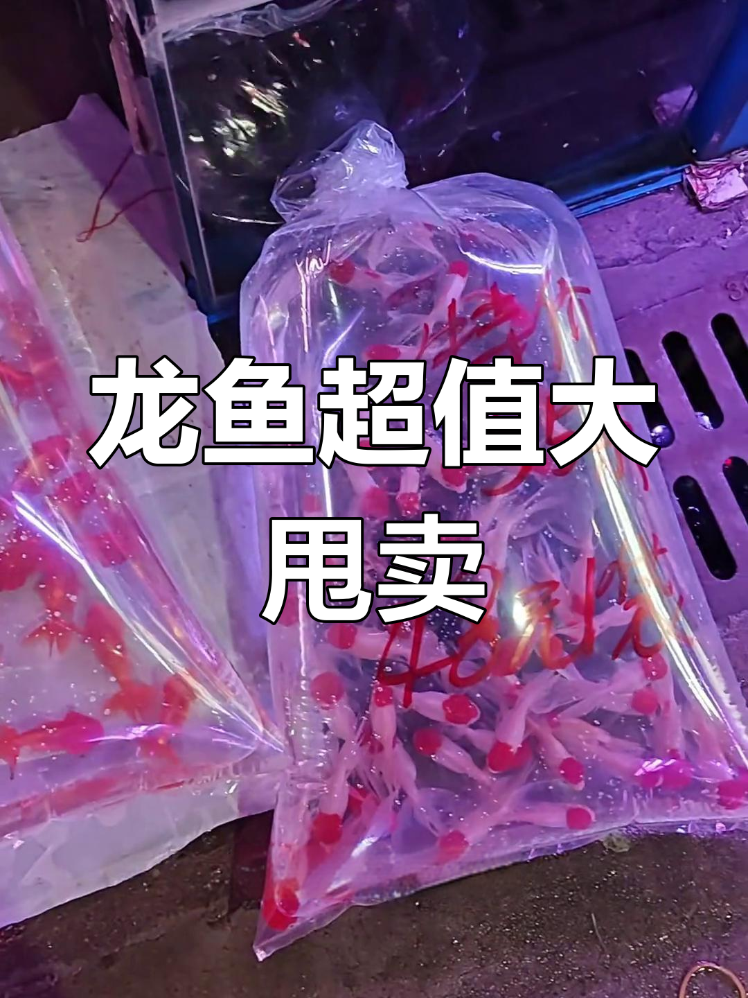 批发市场龙鱼价格揭秘