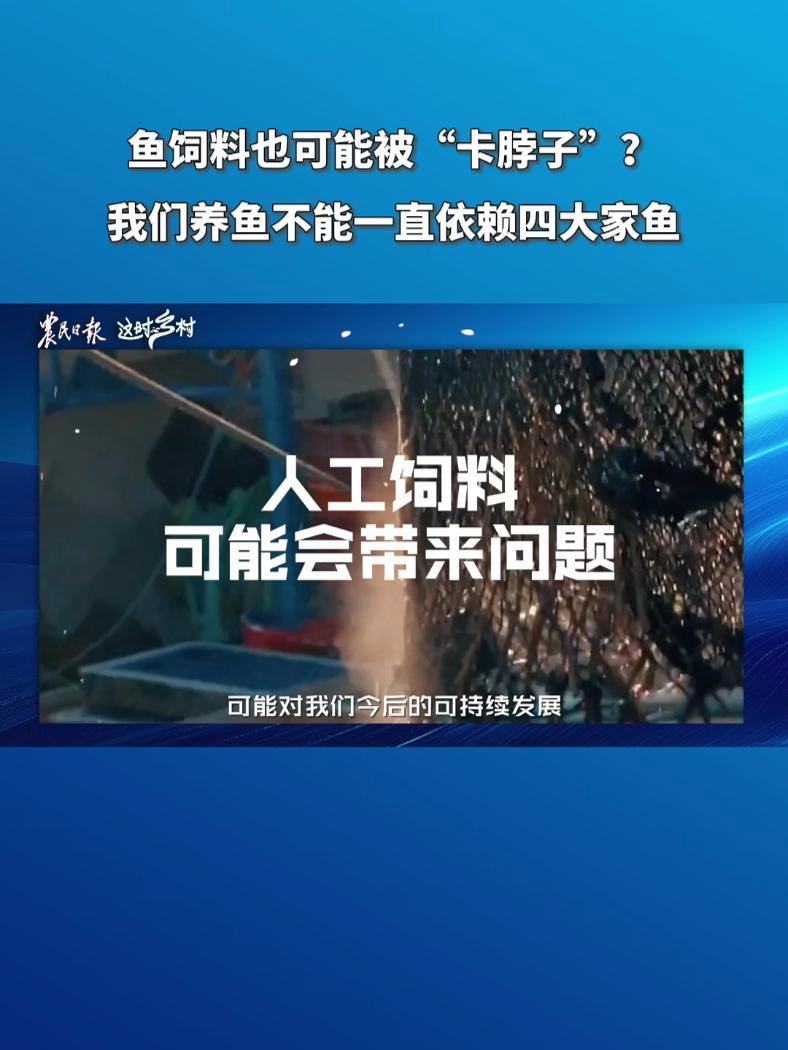 「鱼饲料也可能被“卡脖子”?我们养鱼不能一直依赖四大家鱼|这时乡村」我们养四大家鱼(青鱼、
