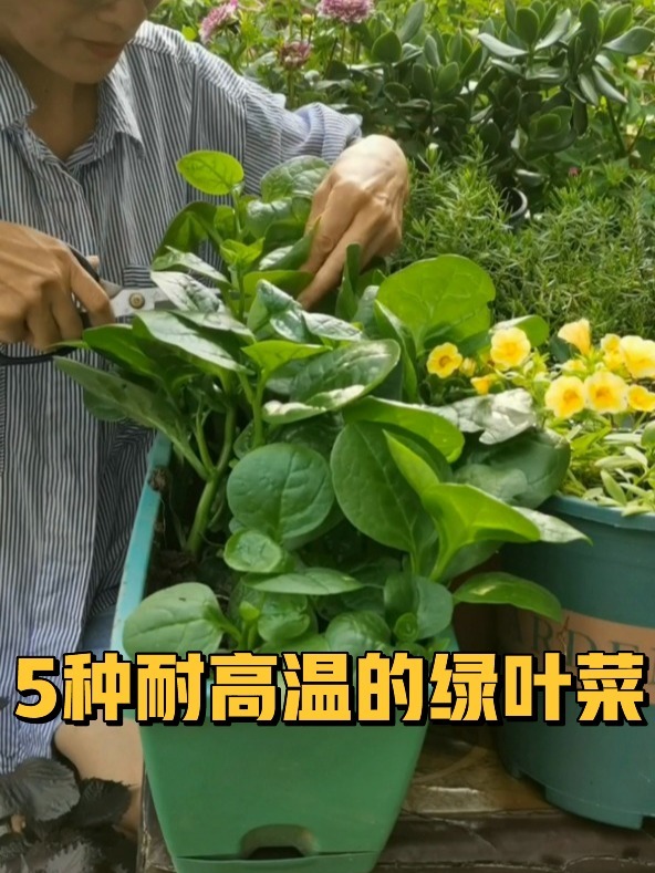 5种耐高温的绿叶蔬菜,不用遮阳,易成活