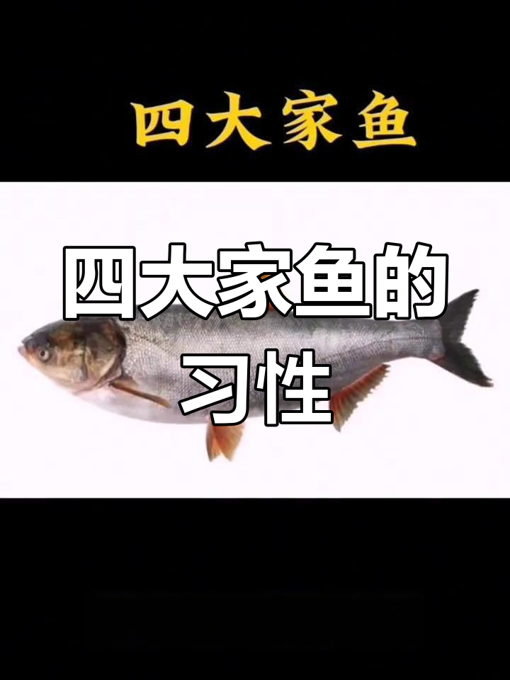 四大家鱼种类解析