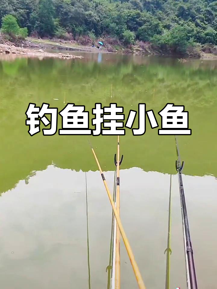 千岛湖野钓鳜鱼,挂小鱼技巧
