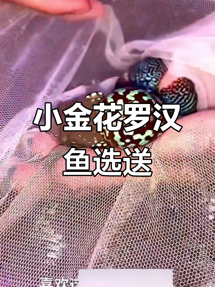 深圳鱼友福利!精选小金花罗汉鱼,花纹独特,品质上乘