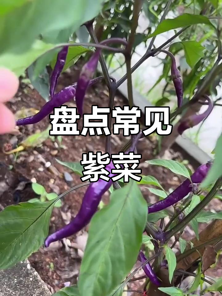 17种紫色蔬菜大揭秘,看看你吃过几种?