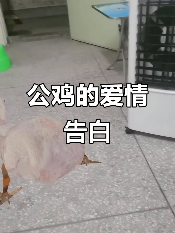 脱毛公鸡依然快乐,爱情誓言让人忍俊不禁