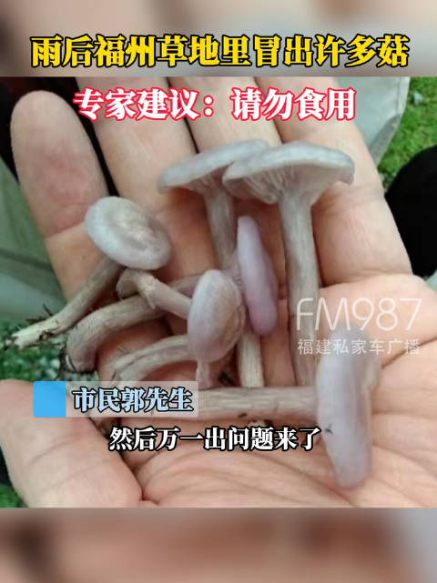 「连日阴雨福州多地长蘑菇,专家提醒:不要采摘食用!」前几天,福州阴雨连绵,户外各种蘑菇开始