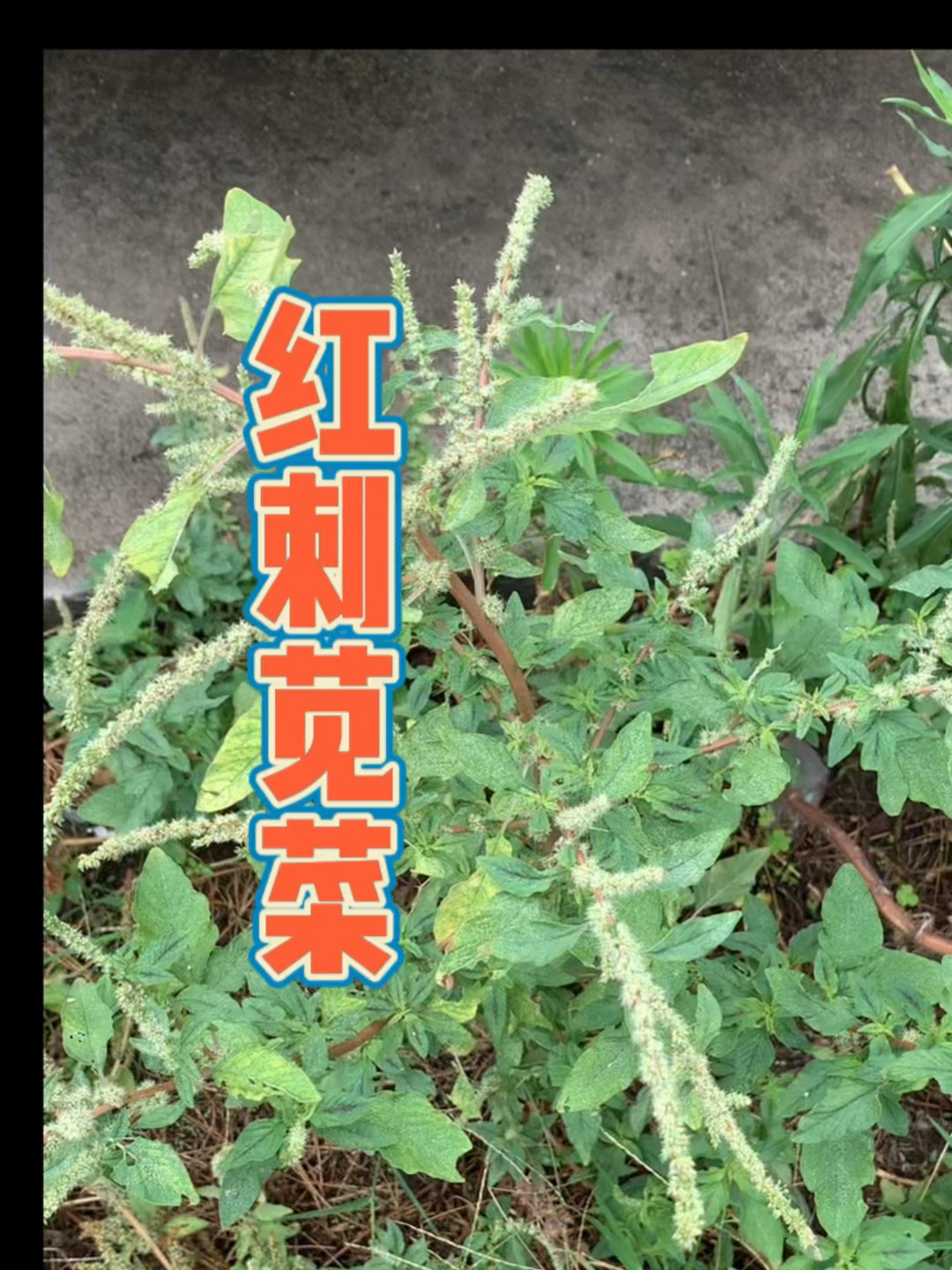 刺苋菜又名:刺苋、野苋菜、野刺苋、假苋菜、猪