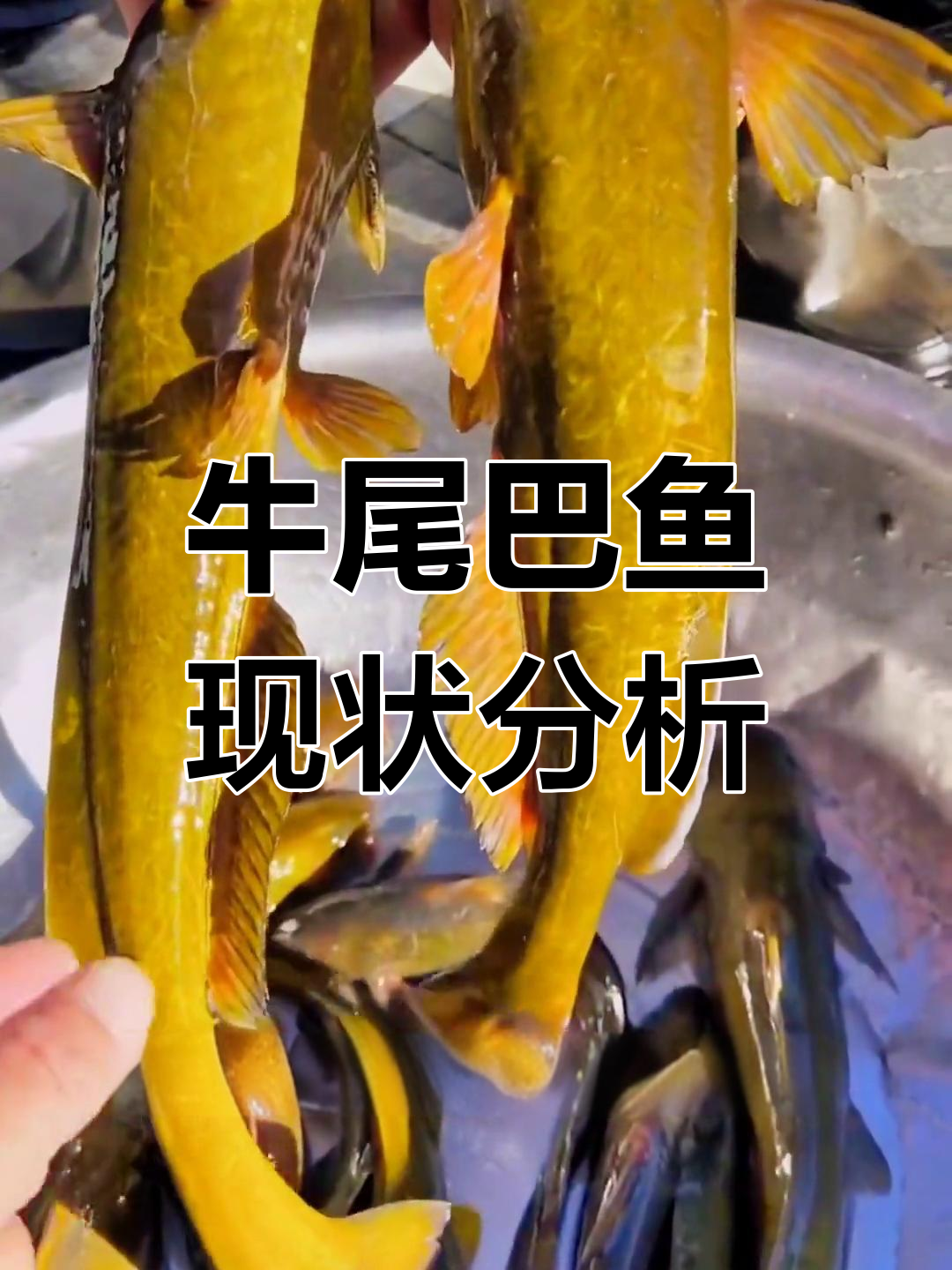 牛尾巴鱼:稀缺美味,人工养殖前景广阔