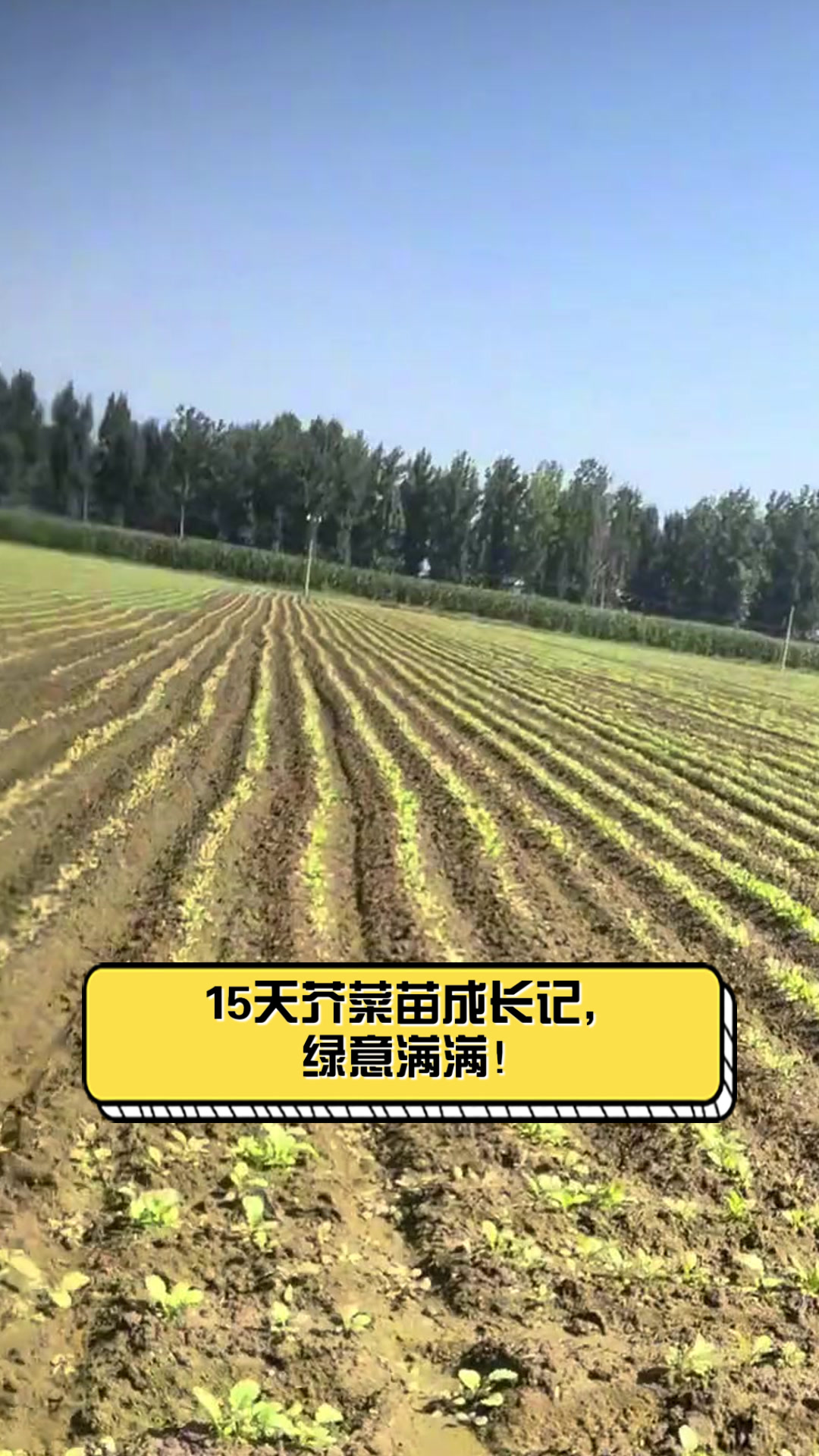 15天芥菜苗成长记,绿意满满!