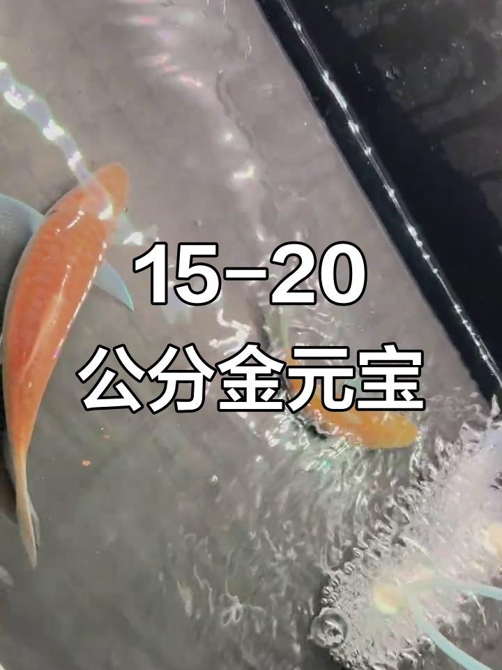 金元宝蓝吉罗鱼:微黄差异,原生魅力尽显