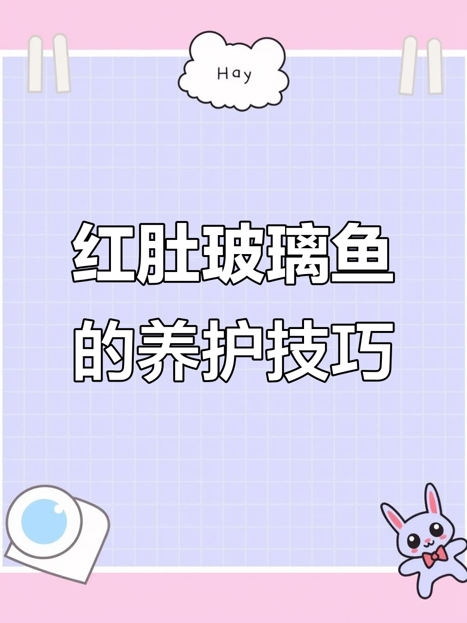 红肚玻璃鱼,透明可爱到不行!入缸前这些步骤不能少