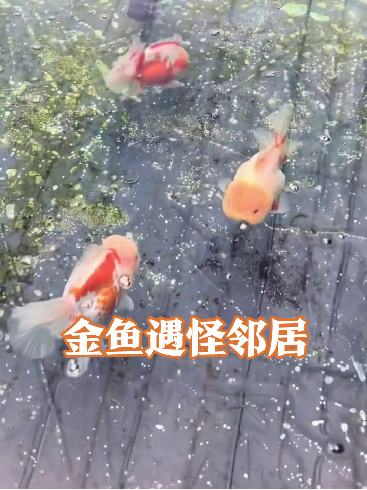 池塘金鱼开晨会,突遇粉虫当嘉宾,鱼群围观懵圈了
