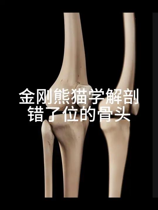 错了位的骨头是肌肉影响骨头,是筋影响骨头,肌肉的方向决定骨头