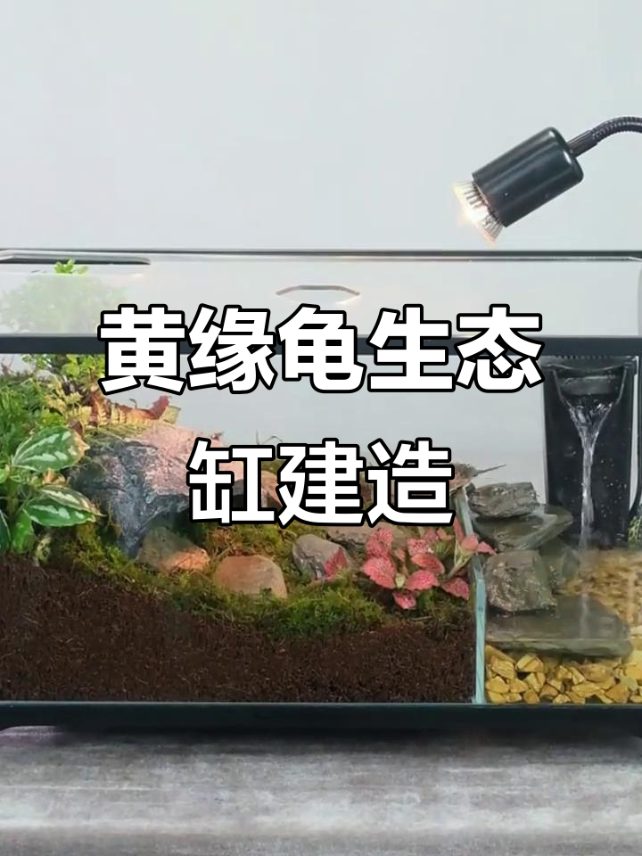 打造半水龟生态缸，椰砖苔藓造景全攻略