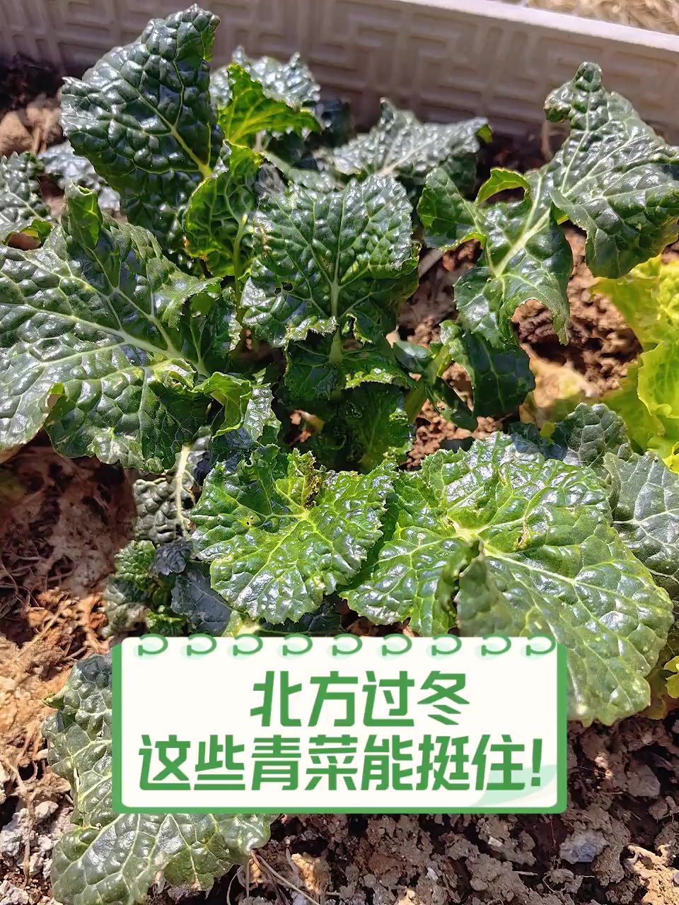 北方过冬,这些青菜能挺住!