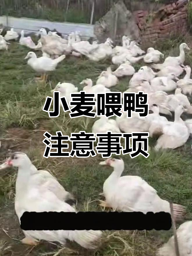 小麦喂鸭技巧大揭秘,如何正确处理避免肠道损伤