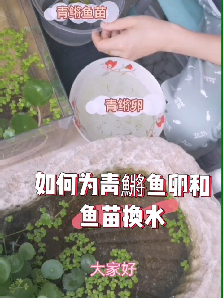 如何给青鳉鱼苗和卵换水