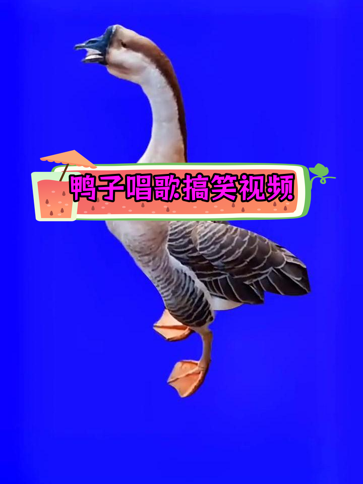 鸭子也能唱歌?搞笑绿幕素材来袭