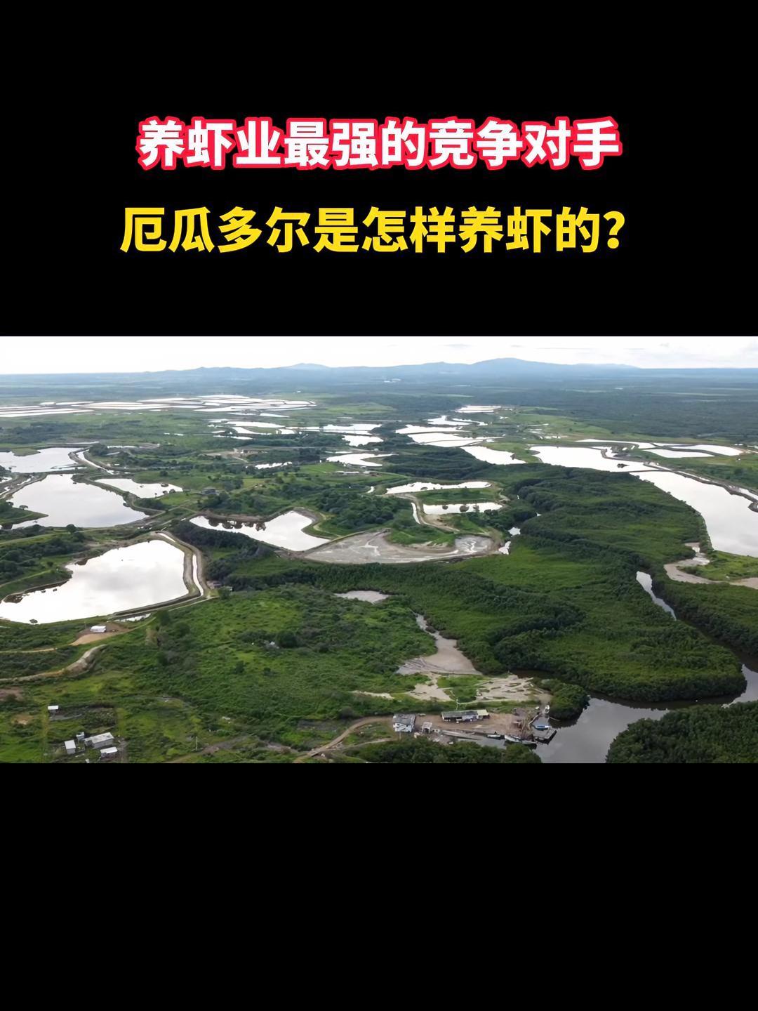 养虾业最强的竞争对手——厄瓜多尔,是怎样养虾的?南美白对虾 水产养殖 三农