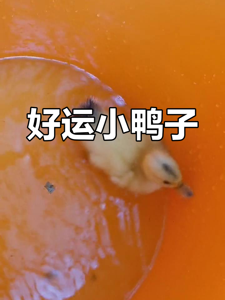 古时“鸭”寓意高中,家里的小鸭子成了好运的象征!