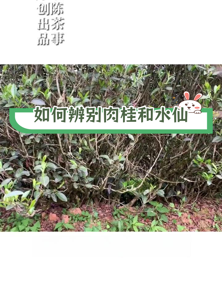 武夷岩茶肉桂与水仙的外观区别