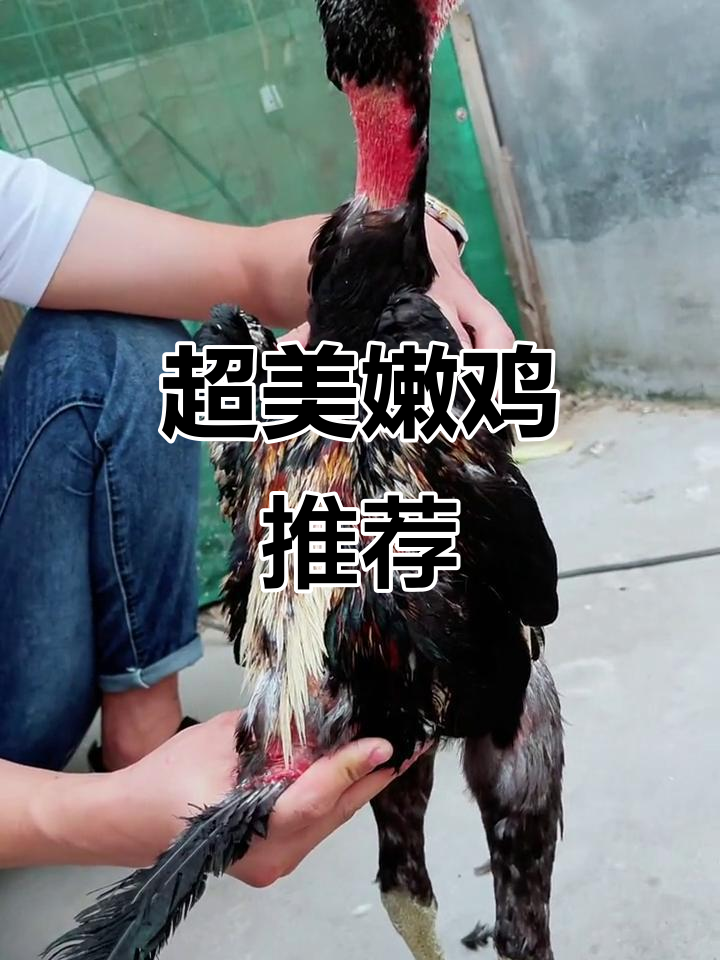 越南斗鸡养殖:6个月嫩鸡,颜值爆表!