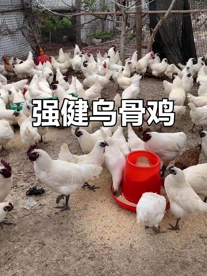 雪峰山乌骨鸡,抗寒力强,年产蛋多
