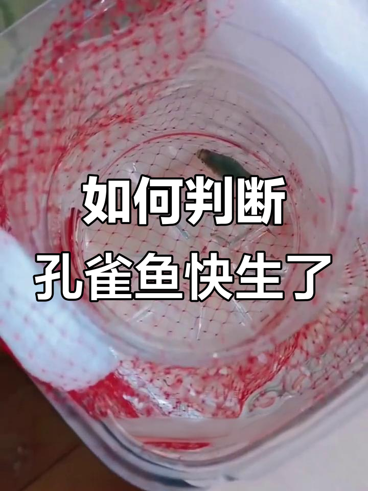孔雀鱼怀孕征兆与分娩前的信号