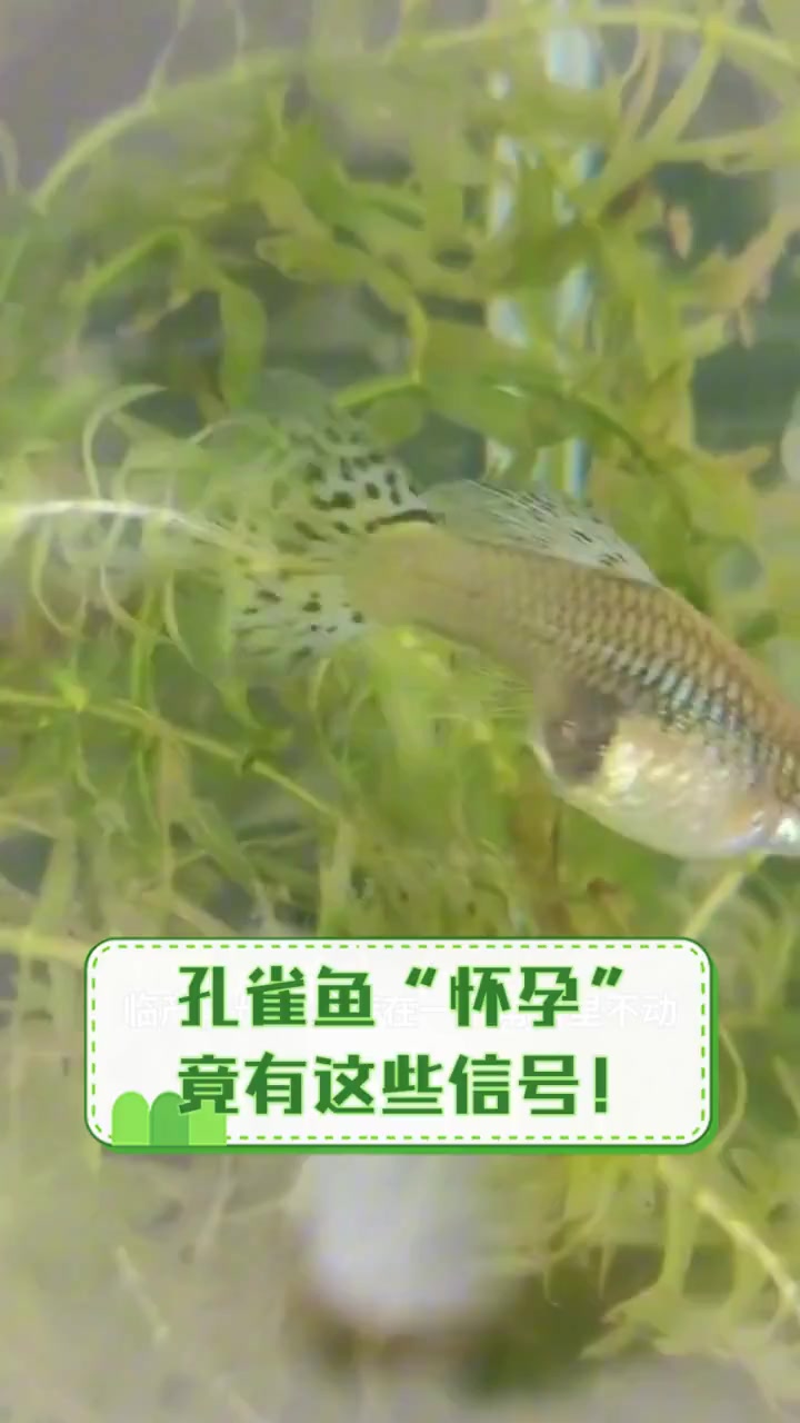 孔雀鱼“怀孕”竟有这些信号!