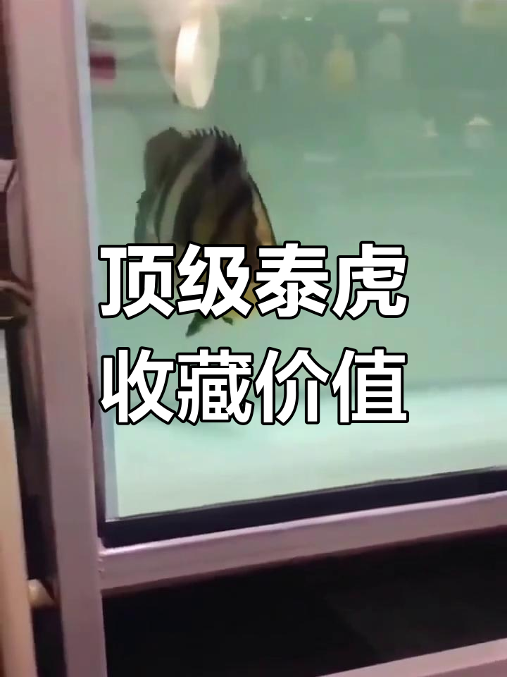 09年1.8万买的泰国虎鱼,现在值多少钱?