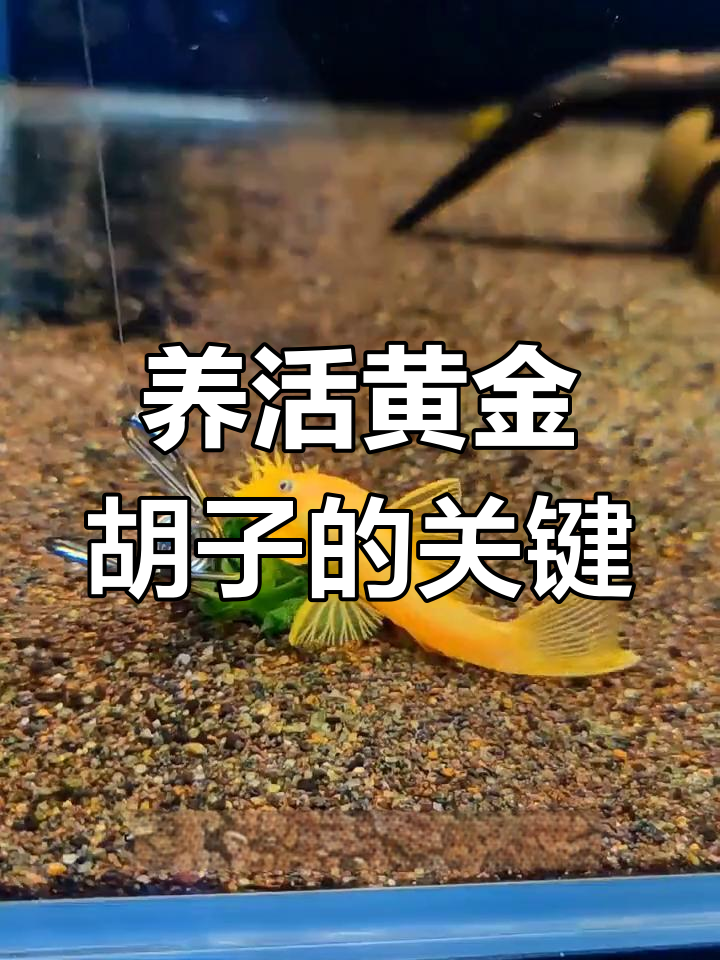 黄金胡子鱼养殖技巧:避免过度喂食