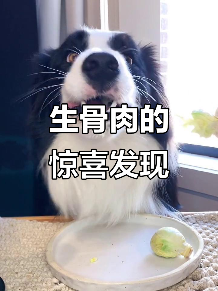 宠物超市隐藏冰柜，生骨肉竟从未留意！