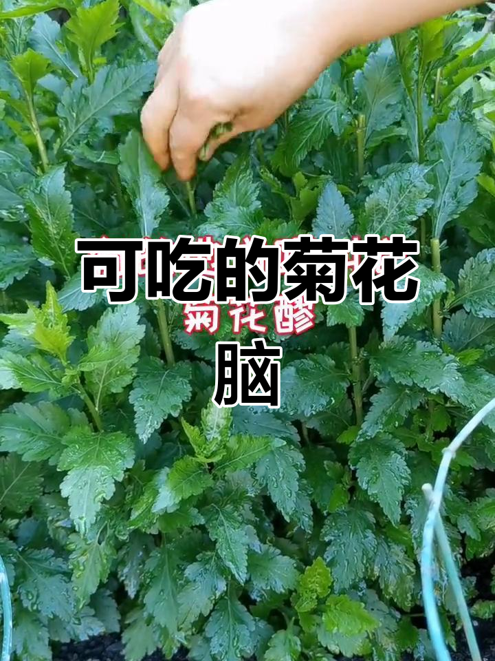 菊花脑：一种可食用的多年生植物，清热去火又美味