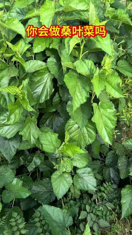 你会做桑叶菜吗 