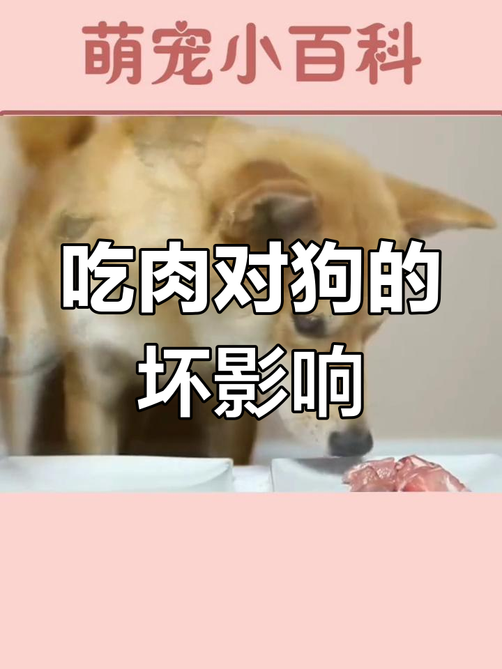 狗狗天天吃肉的危害