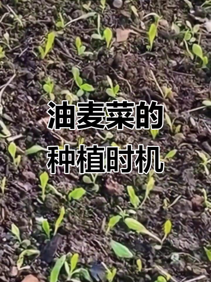 3月油麦菜种植，春秋两季南北略异
