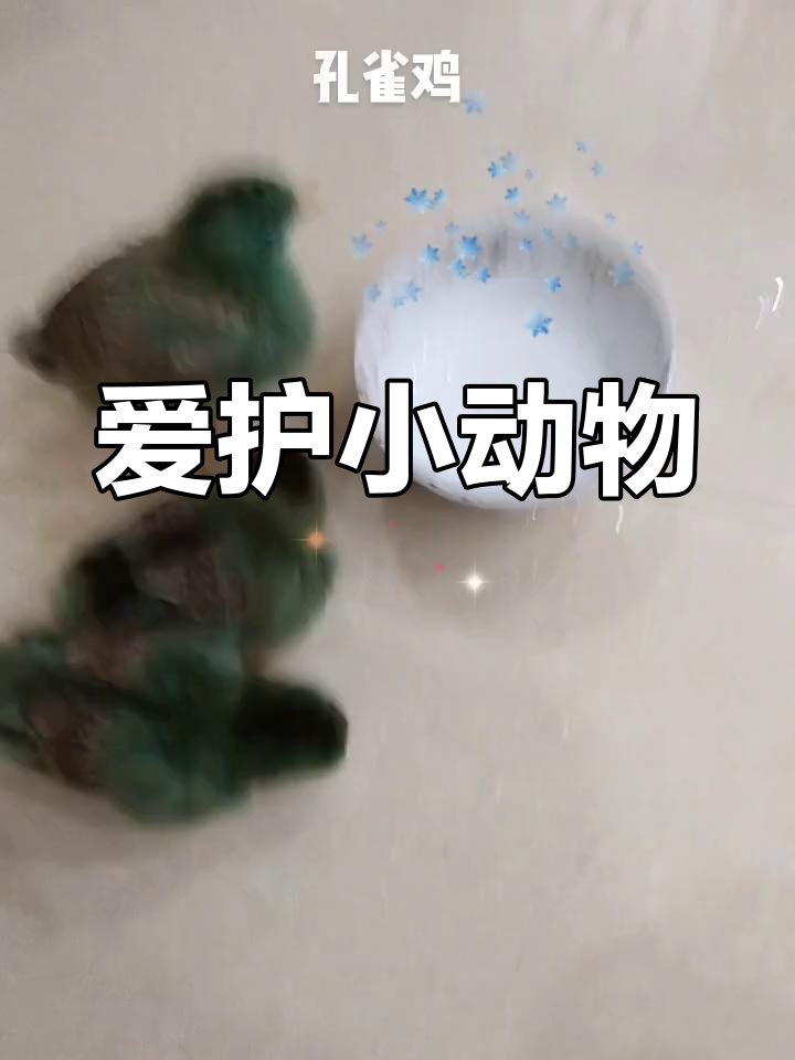 孔雀鸡的欢乐时光