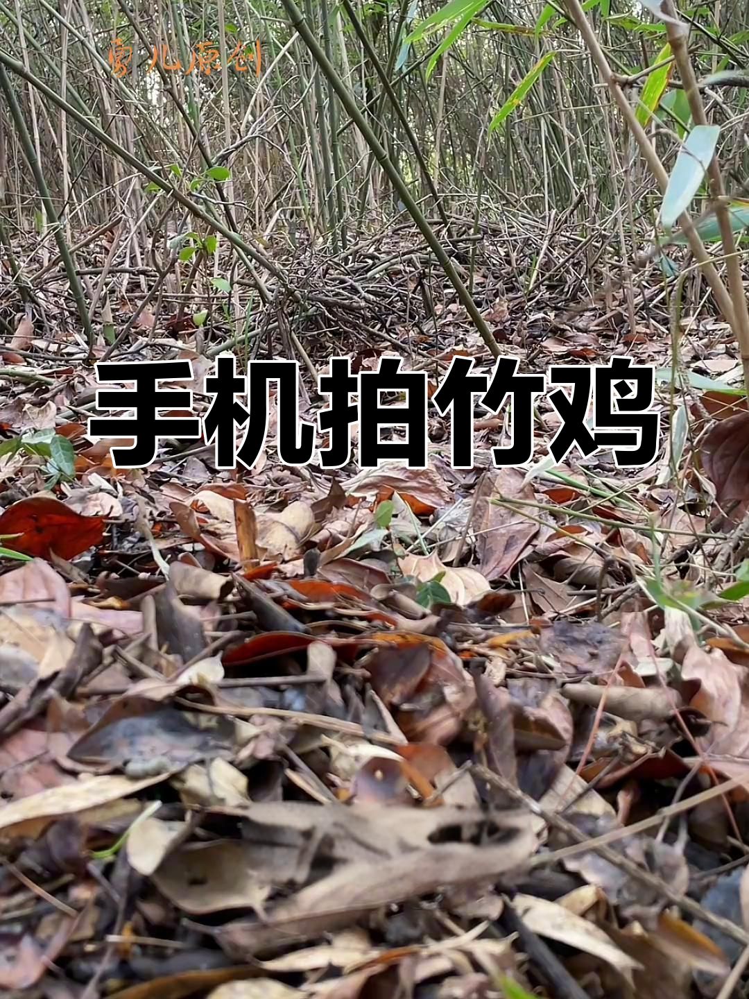 户外手机摄影:文明观赏竹鸡