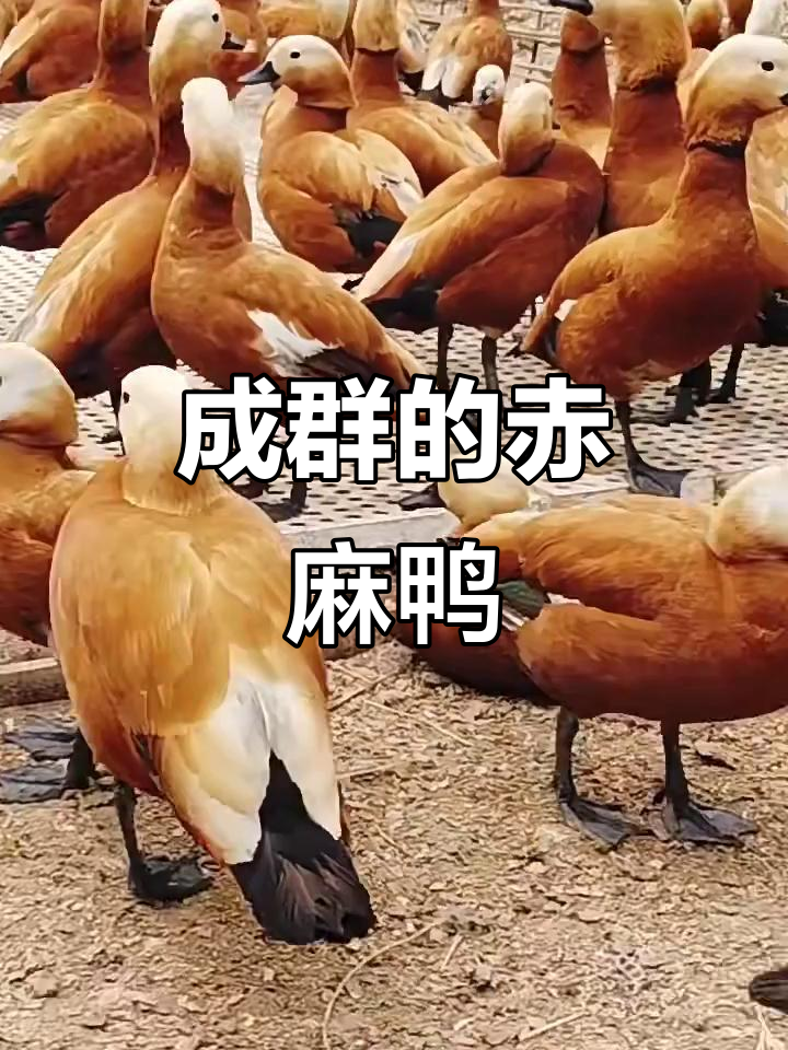 赤麻鸭成群结队,公母都有!