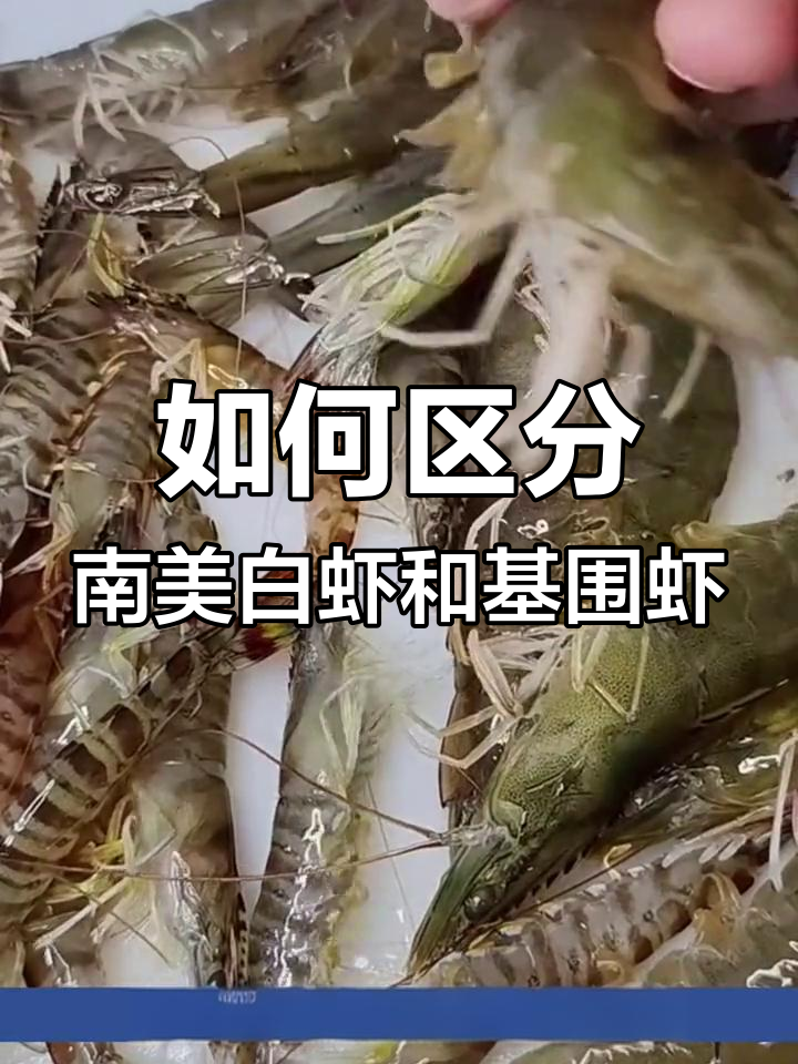 南美白虾与基围虾的区别解析