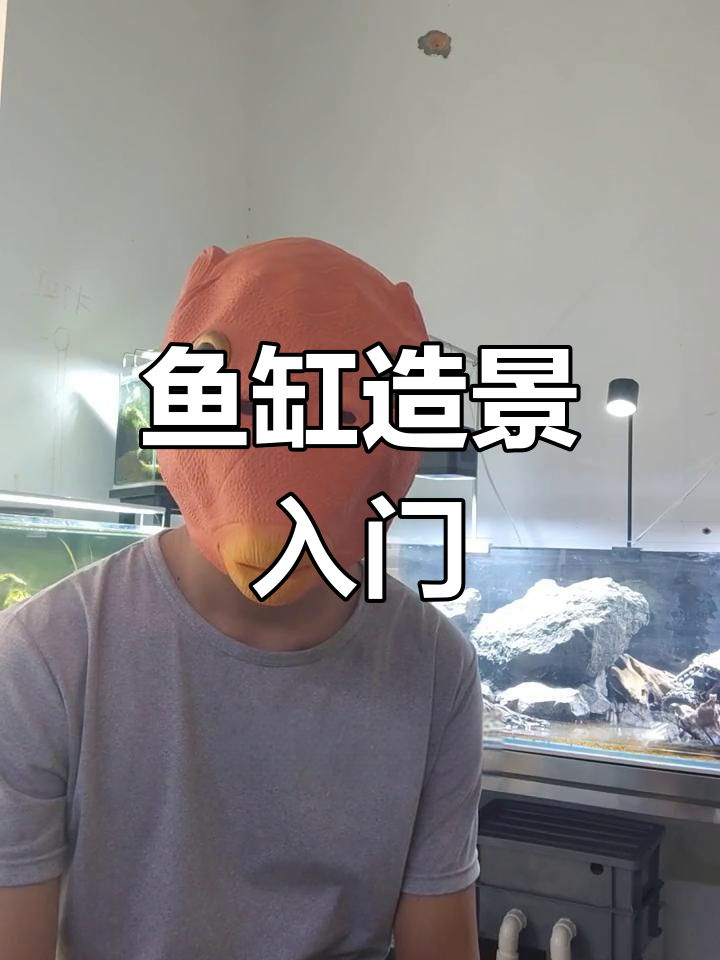 鱼缸造景全解析:原生、南美与水草风格大揭秘